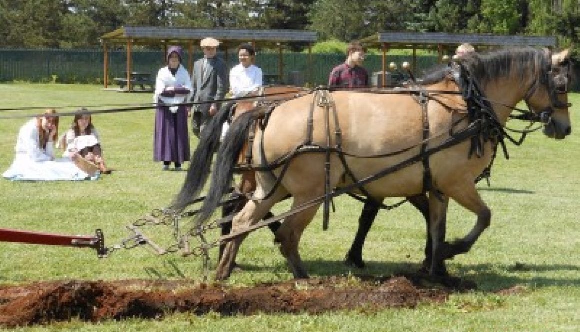 Plowing the wheat field